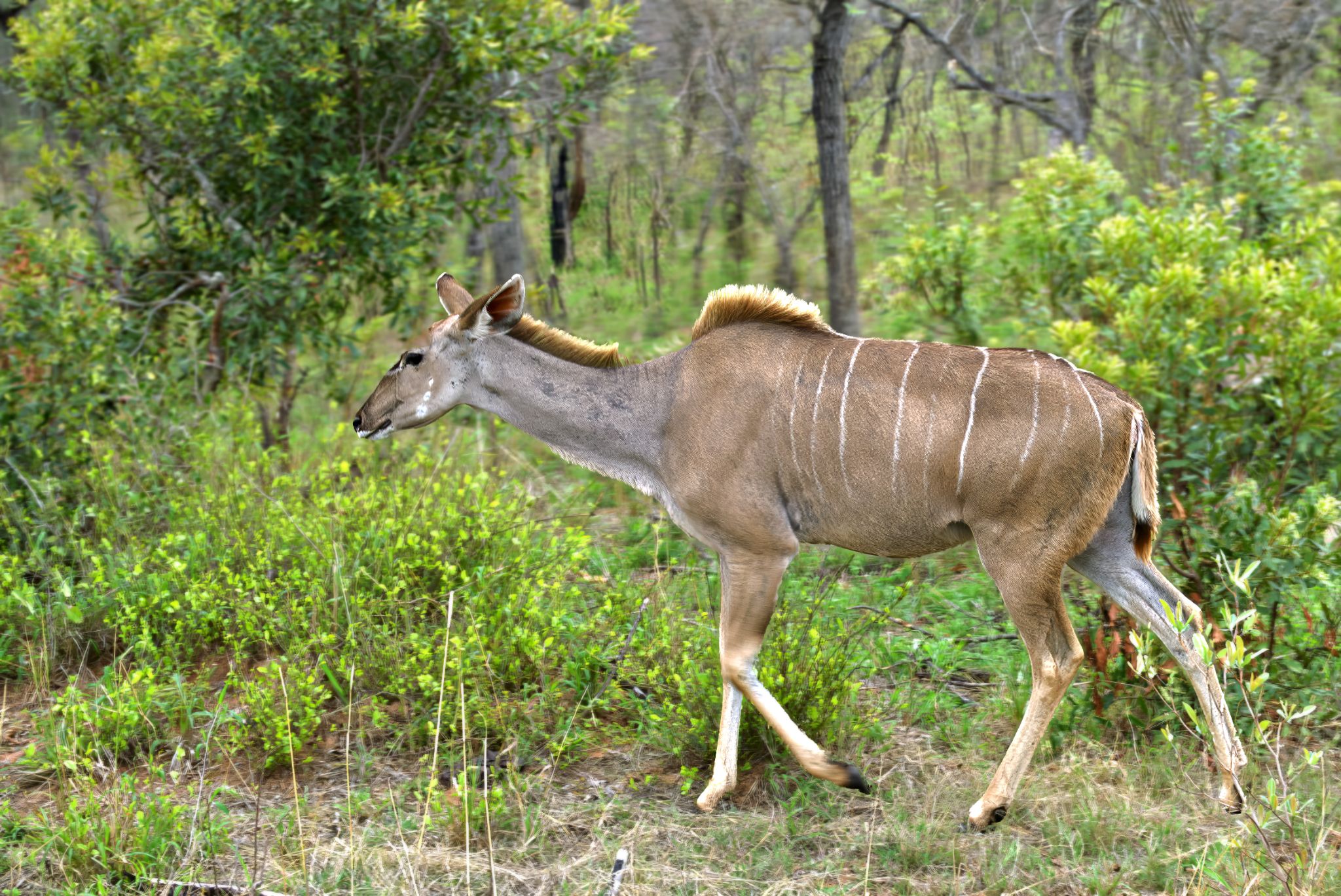 Weibliche Große Kudu-Antilope (Tragelaphus strepsiceros)